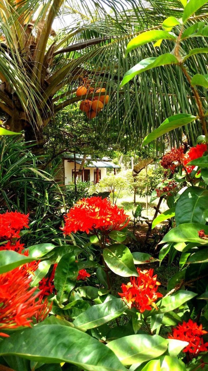 Sigiri Picaso Home Stay สิกิริยา ภายนอก รูปภาพ